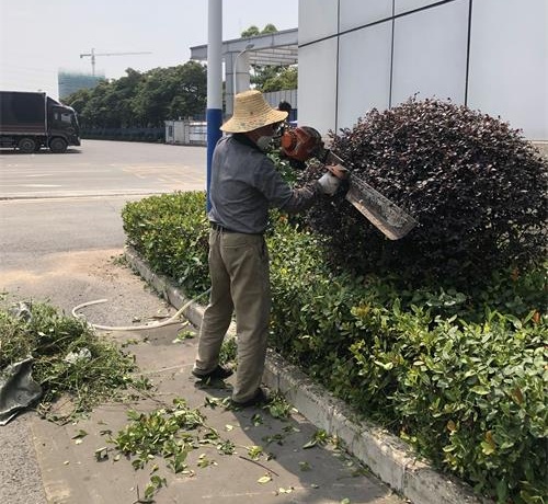 綠化養(yǎng)護(hù)現(xiàn)場